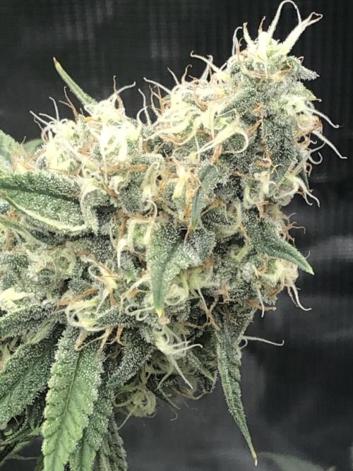 Monster maker. Week 8 - Kosher haze . 