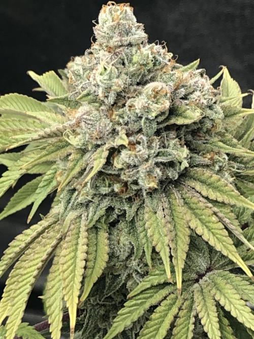 Monster maker. Week 10 - Kosher