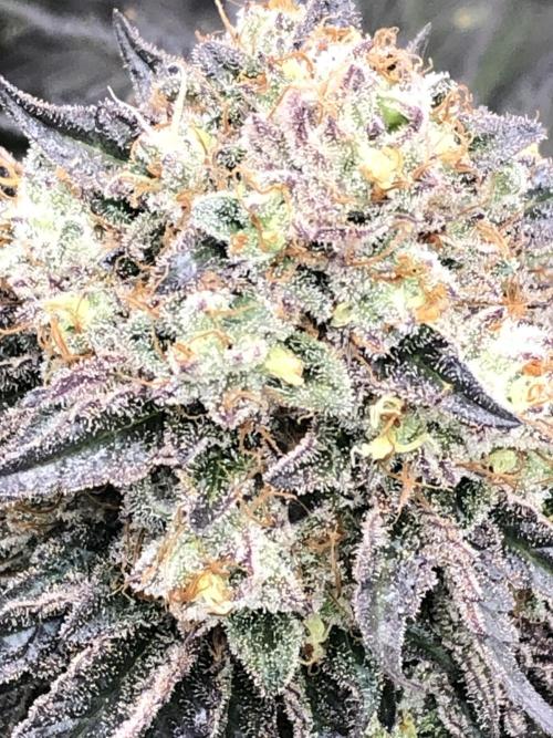 Monster maker. Week 10