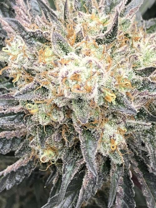 Monster maker. Week 10
