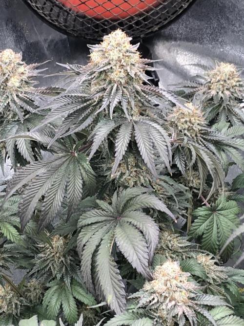 Monster maker. Week 10