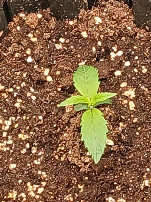 Blackberry moonrocks WSE. Week 0