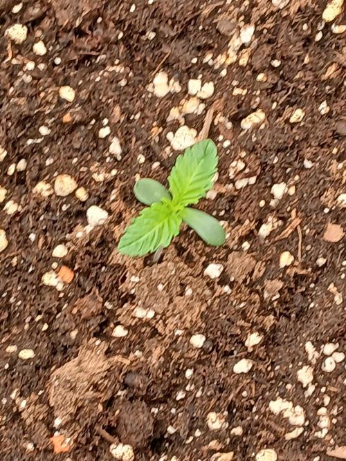 Blackberry moonrocks WSE. Week 0