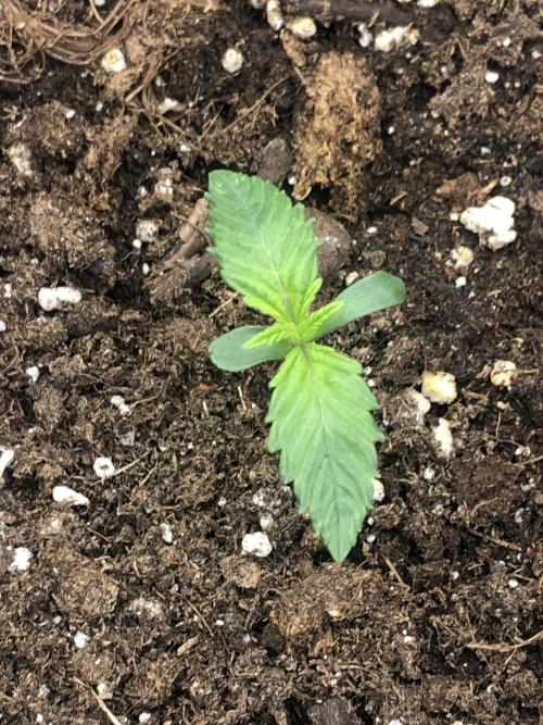 Blackberry Moonrocks . Week 0