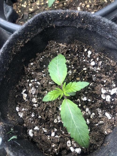 Blackberry Moonrocks . Week 1