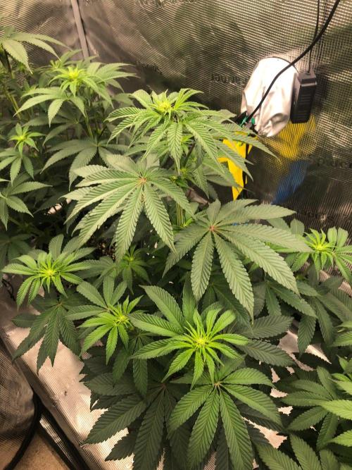 Blackberry Moonrocks . Week 3