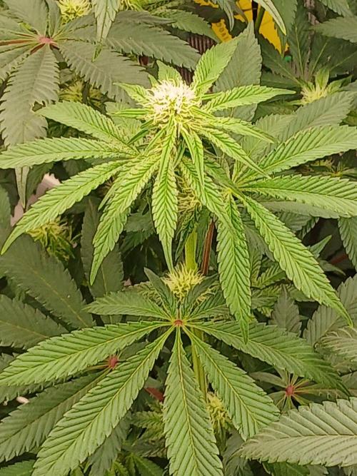 Blackberry moonrocks WSE. Week 5