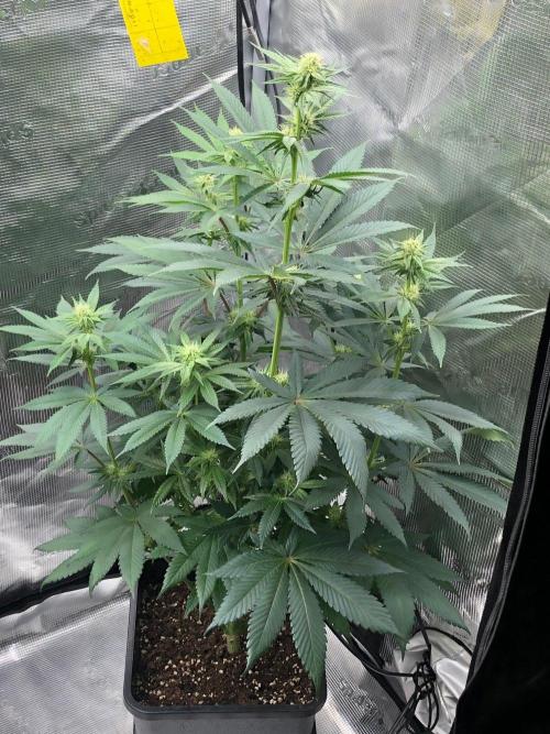 Blackberry moonrocks WSE. Week 5 - Indica pheno.