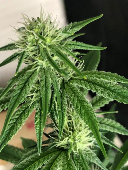 Blackberry Moonrocks . Week 5