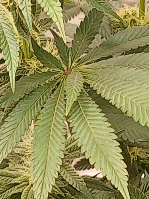 Blackberry moonrocks WSE. Week 6