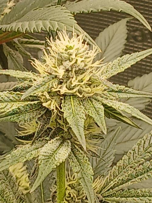 Blackberry moonrocks WSE. Week 6