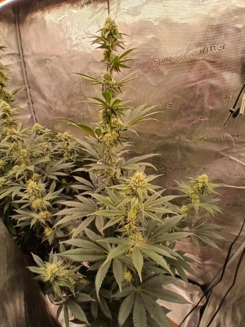 Blackberry moonrocks WSE. Week 6