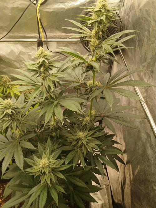 Blackberry moonrocks WSE. Week 6