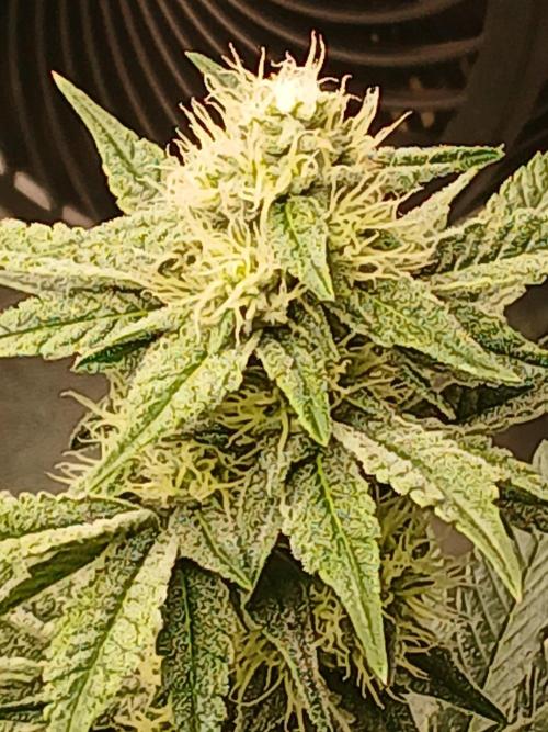 Blackberry moonrocks WSE. Week 6