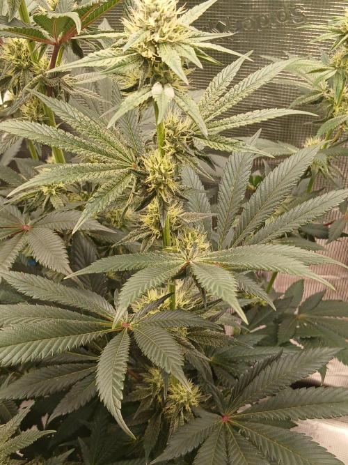 Blackberry Moonrocks . Week 6