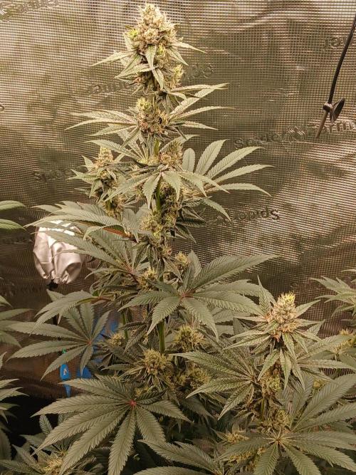 Blackberry Moonrocks . Week 7