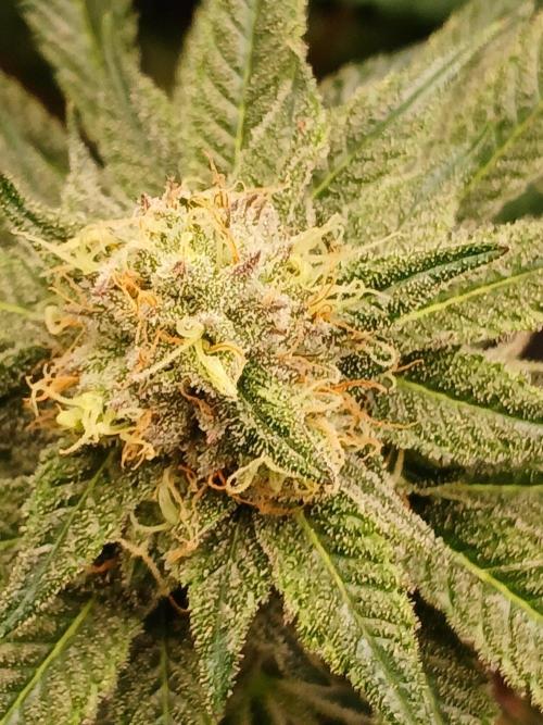 Blackberry moonrocks WSE. Week 8