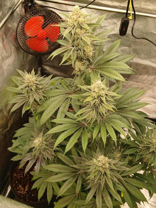 Blackberry moonrocks WSE. Week 8 - Indica leaning .