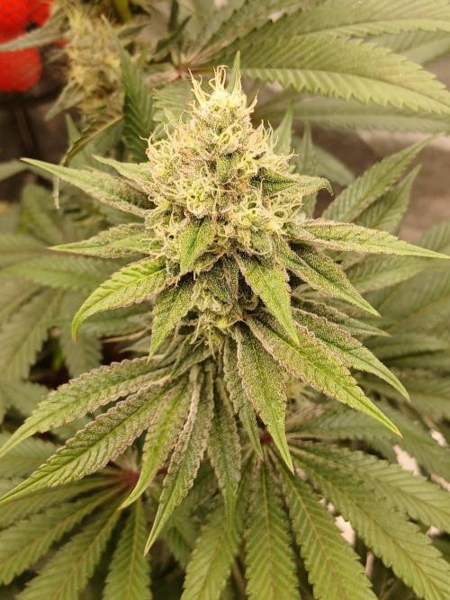 Blackberry moonrocks WSE. Week 8