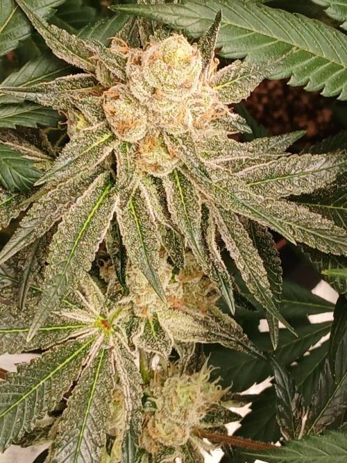 Blackberry Moonrocks . Week 8