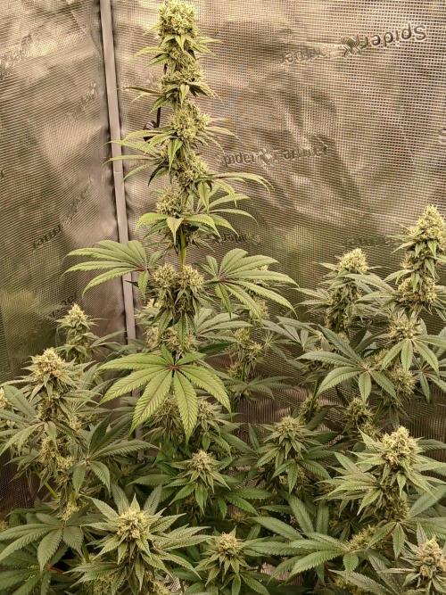 Blackberry Moonrocks . Week 8