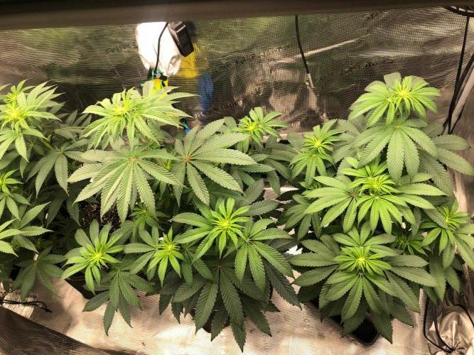 Blackberry moonrocks WSE. Week 3 - Light reduced to 16