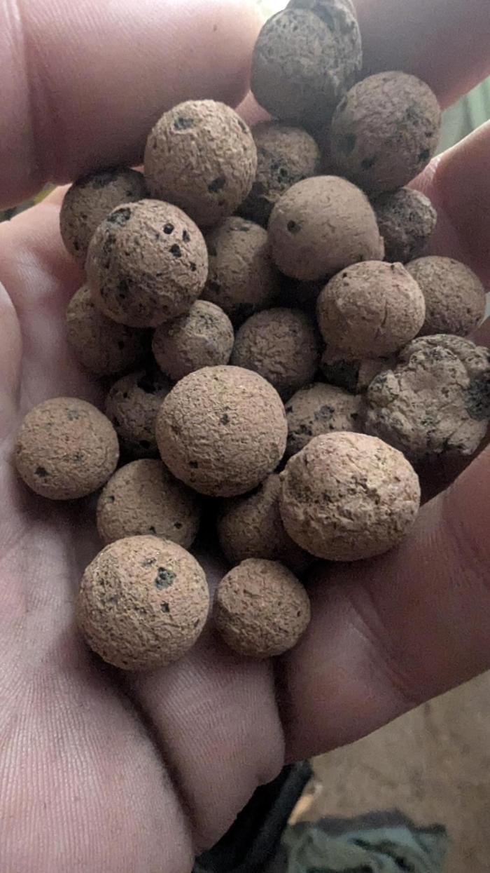 Mimosa x Orange Punch. Week 0