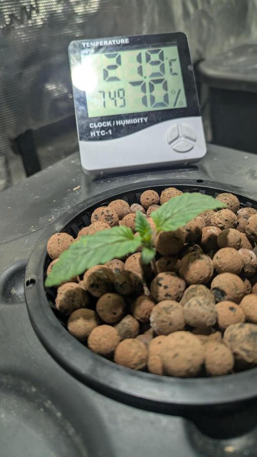 Mimosa x Orange Punch. Week 1 - Nov 6 plant 1 