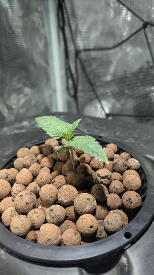 Mimosa x Orange Punch. Week 1 - Nov 6  plant 2 