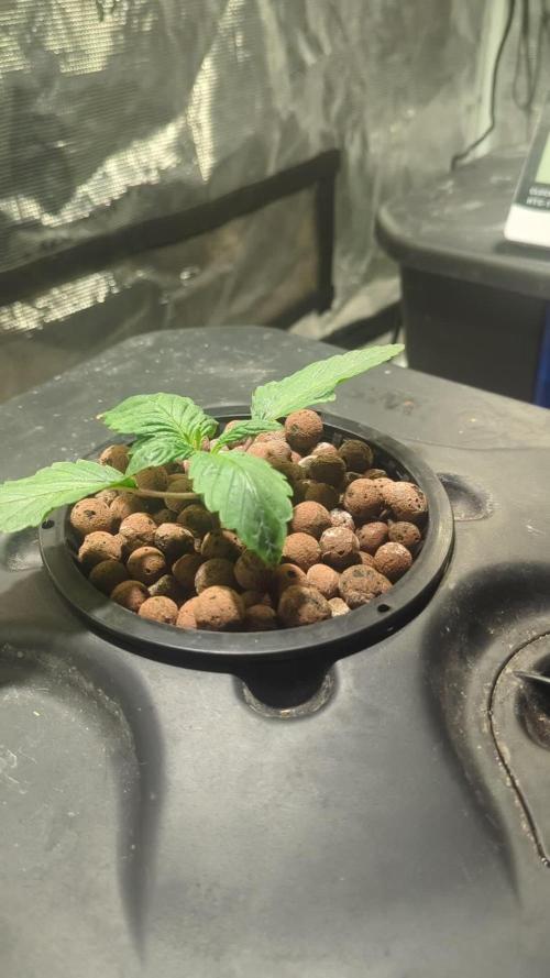 Mimosa x Orange Punch