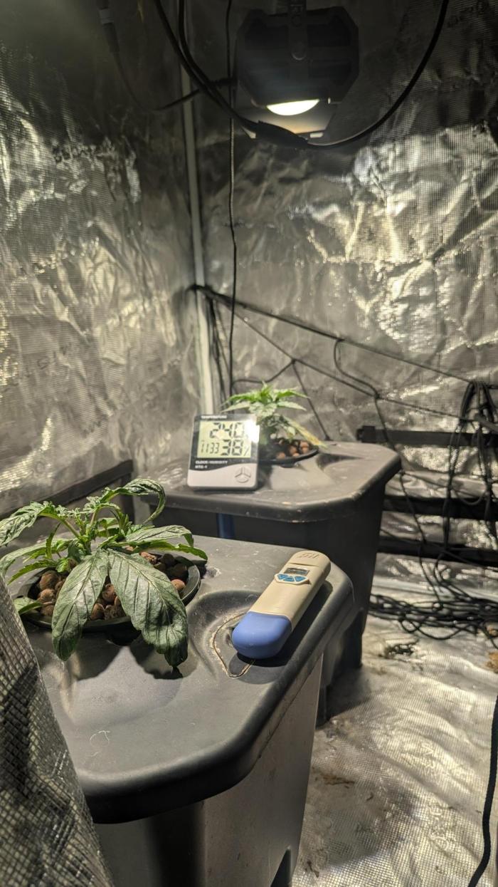 Mimosa x Orange Punch. Week 2