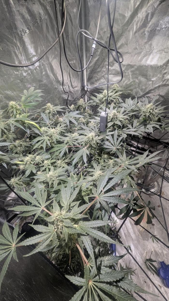Mimosa x Orange Punch. Week 7