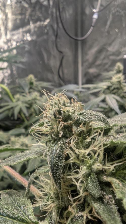 Mimosa x Orange Punch. Week 8