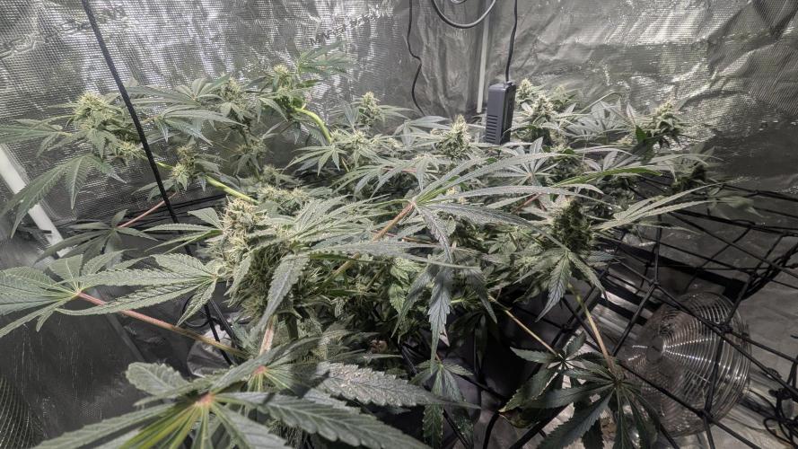 Mimosa x Orange Punch. Week 8