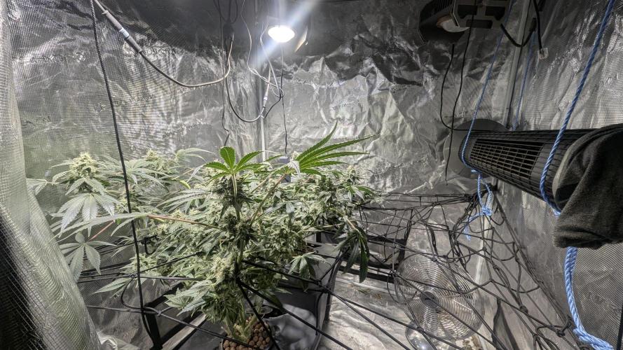 Mimosa x Orange Punch. Week 9