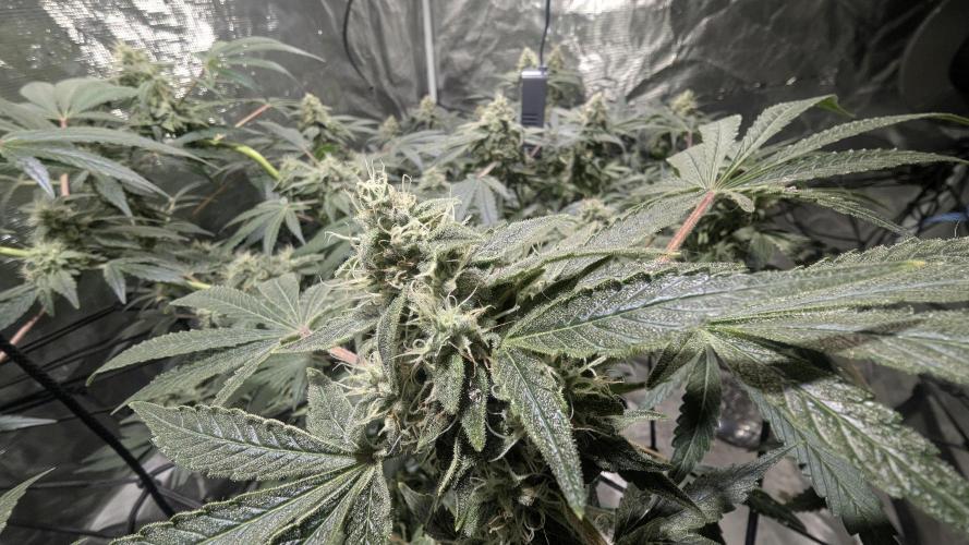 Mimosa x Orange Punch. Week 9