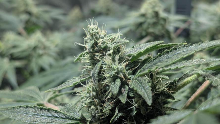 Mimosa x Orange Punch. Week 9