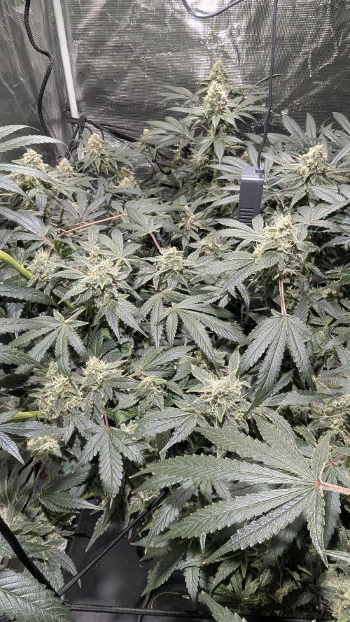 Mimosa x Orange Punch. Week 10 - Lots of gr8 looking buds 