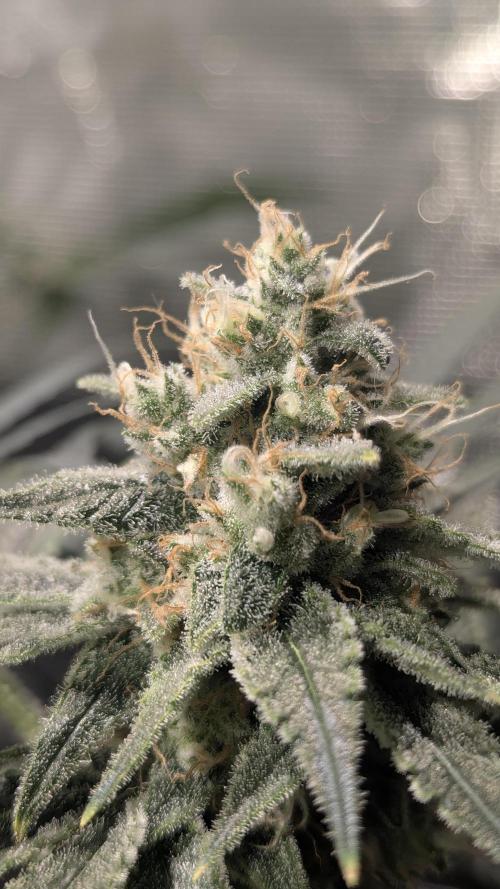 Mimosa x Orange Punch. Week 10 - Getting frosty 