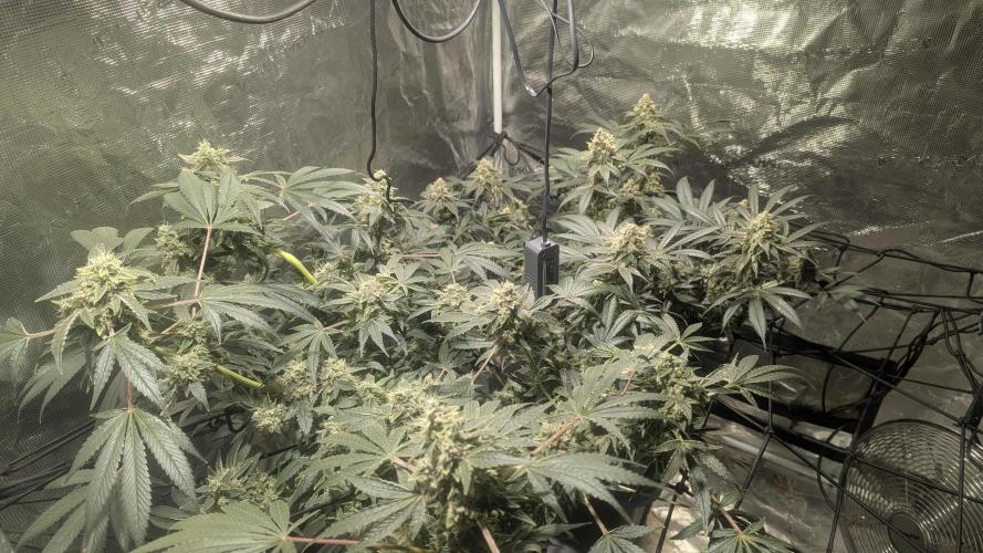 Mimosa x Orange Punch. Week 11 - Looking and smelling gr8