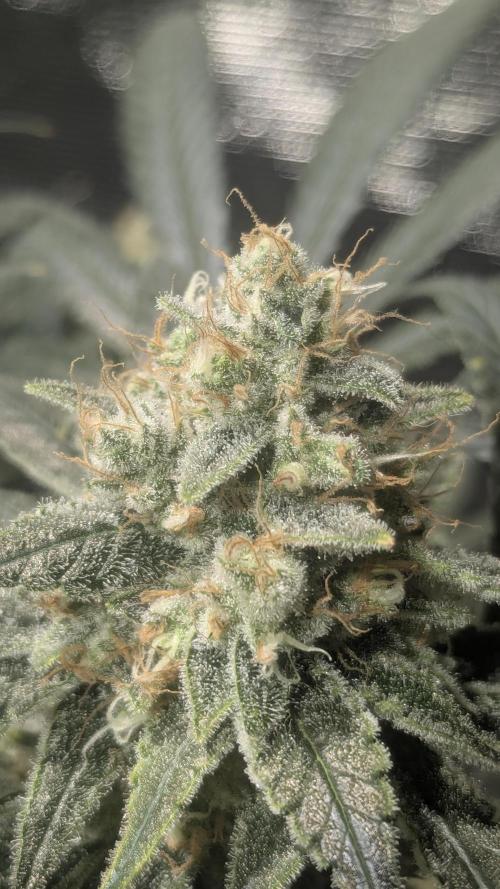 Mimosa x Orange Punch. Week 11 - Back plants getting closer and will start checking trichomes this week 