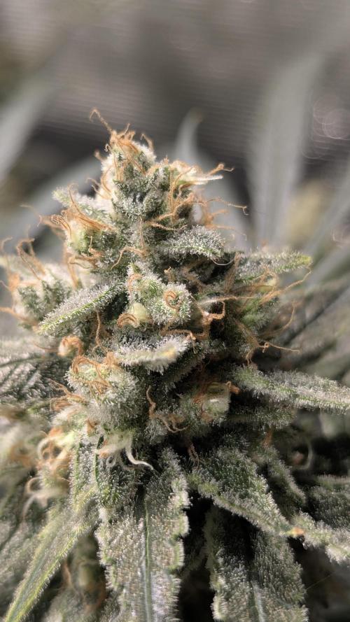 Mimosa x Orange Punch. Week 11 - Day 59