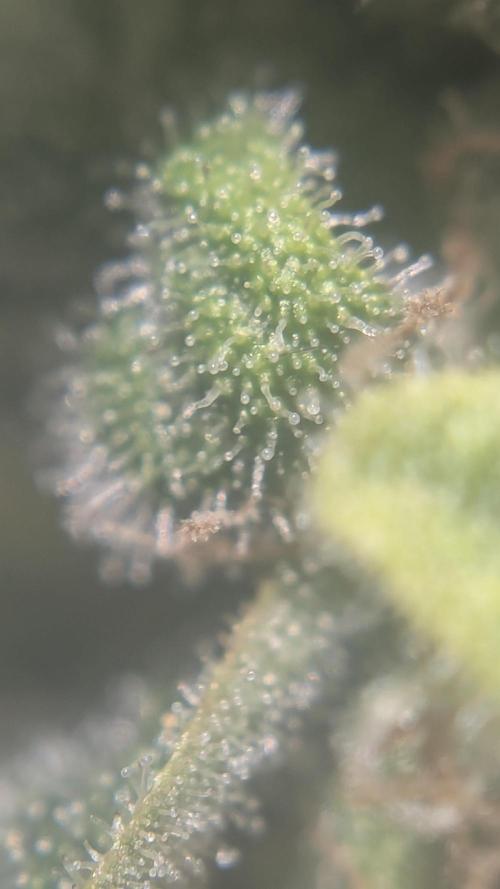 Mimosa x Orange Punch. Week 11 - Day 59