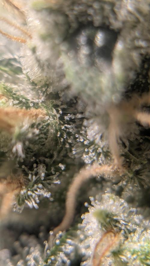 Mimosa x Orange Punch. Week 11 - Day 59