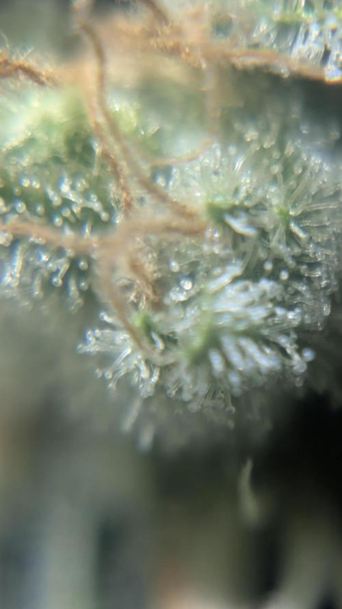 Mimosa x Orange Punch. Week 11 - Day 59