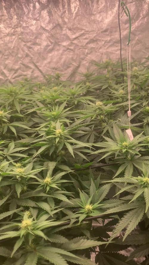 Last Grow with focus on mainlining
