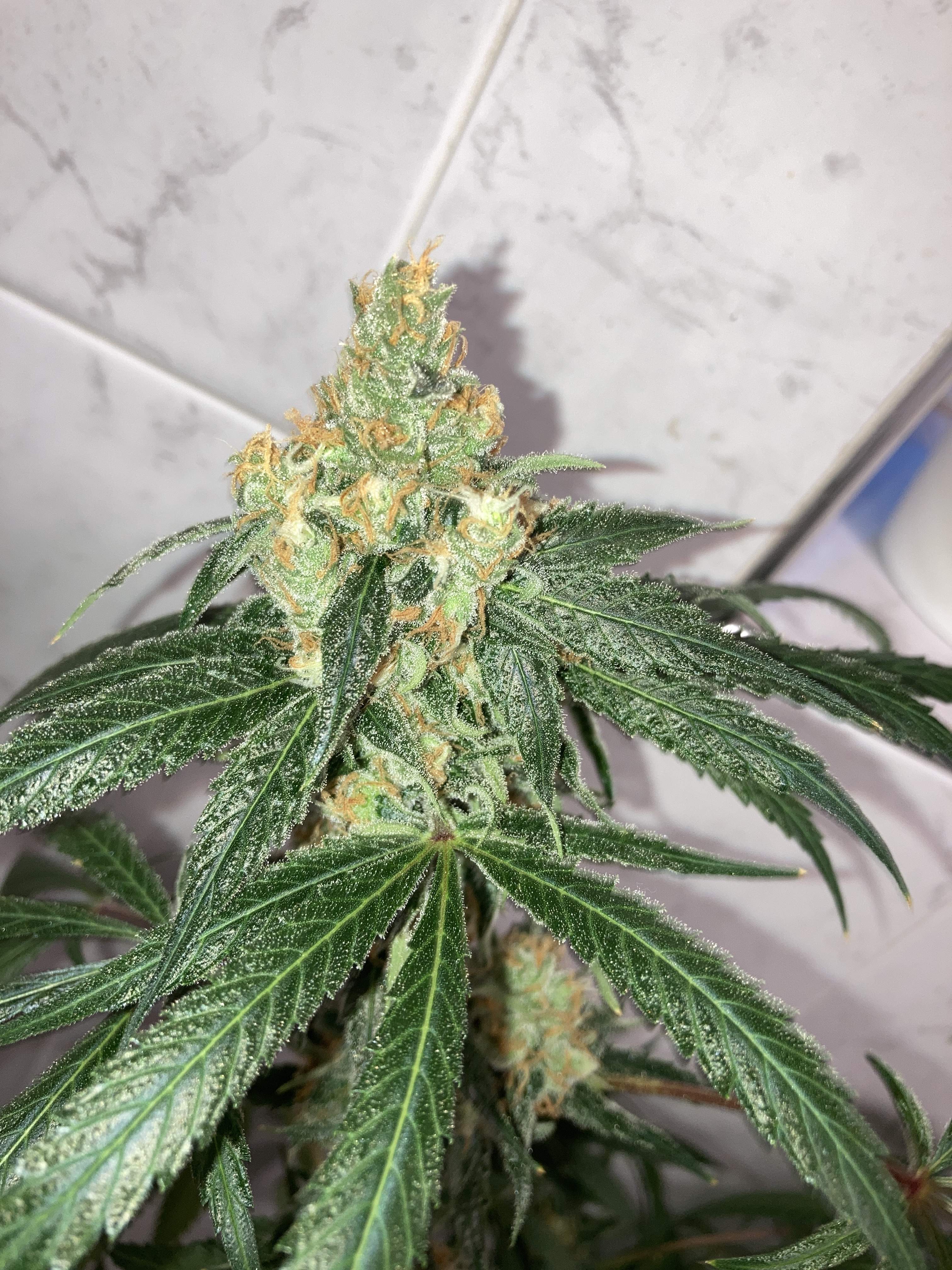 Banana Kush 2 grow journal week17 by Buddeegrowers GrowDiaries