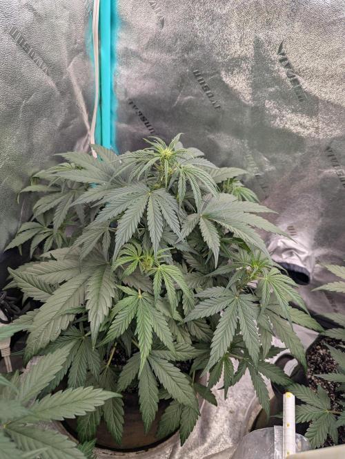 Deep purple crush. Week 5