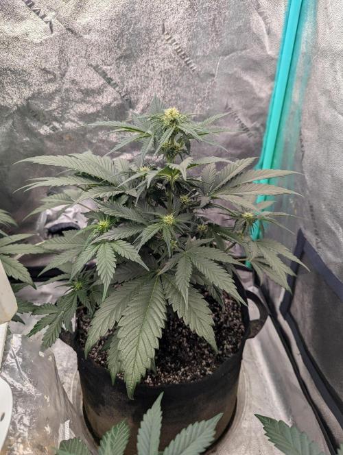 Deep purple crush. Week 5