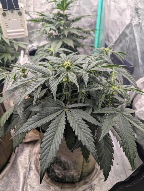 Deep purple crush. Week 5